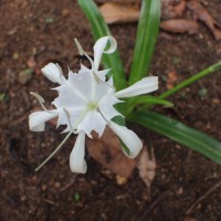 <i>Pancratium zeylanicum</i>  L.